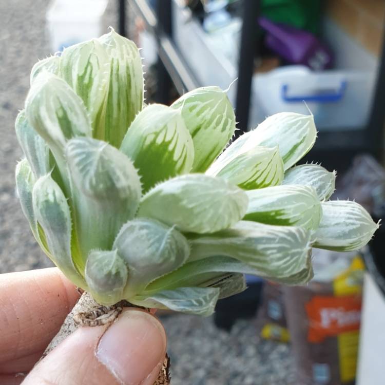 Plant image Haworthia Cooperi Variegata
