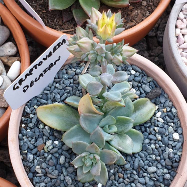 plant image 1115769 plant image 1115769