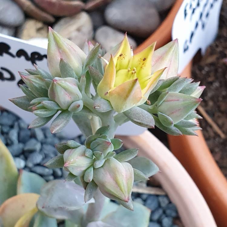 plant image 1115839 plant image 1115839