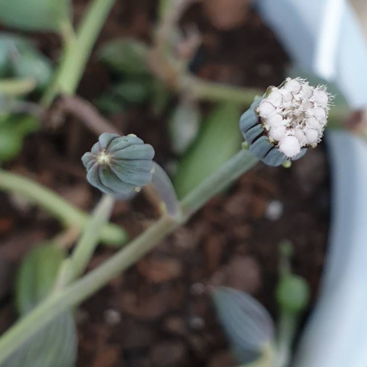 plant image 1115889 plant image 1115889