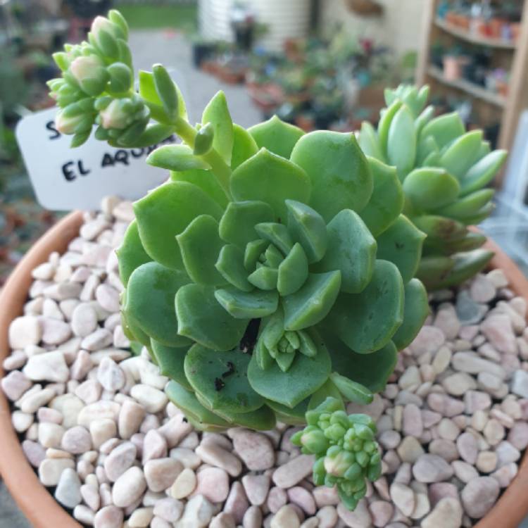 plant image 1115907 plant image 1115907