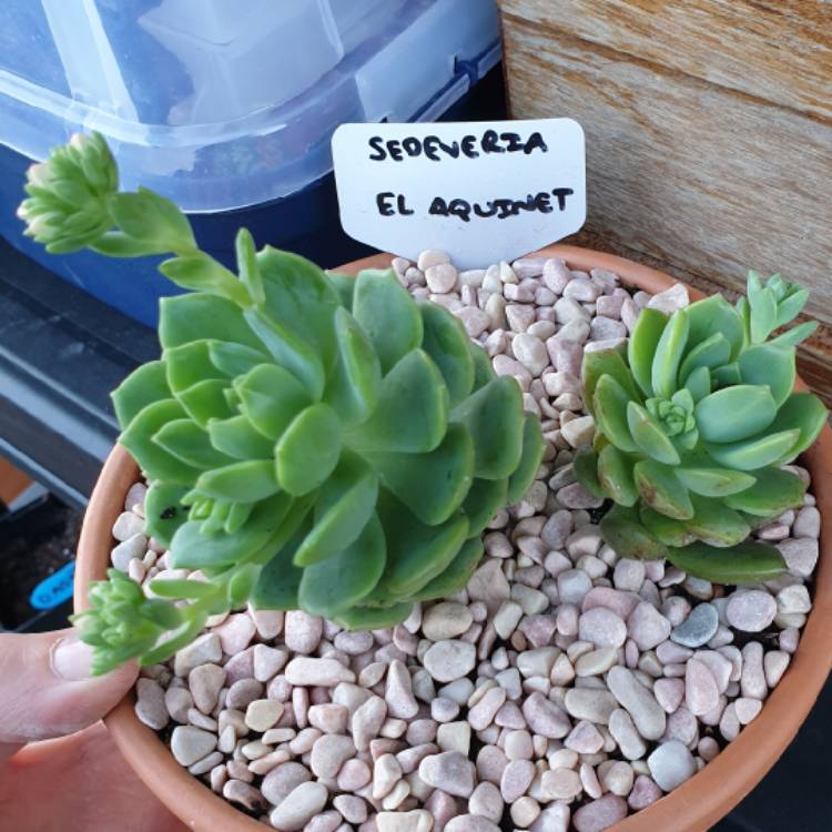 plant image 1115914 plant image 1115914