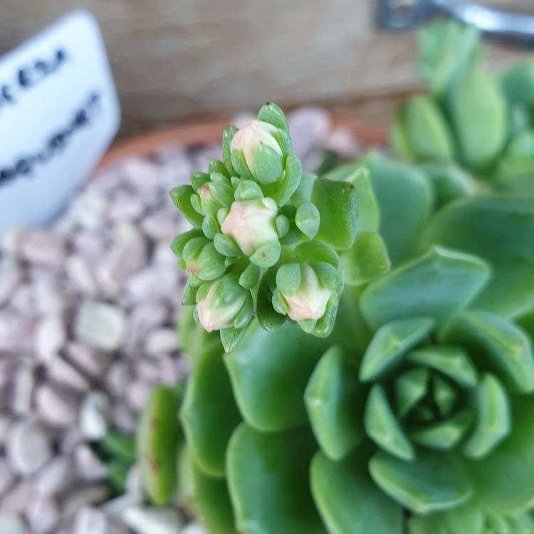 plant image 1115923 plant image 1115923