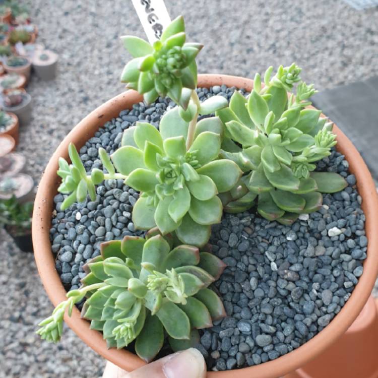 plant image 1115926 plant image 1115926