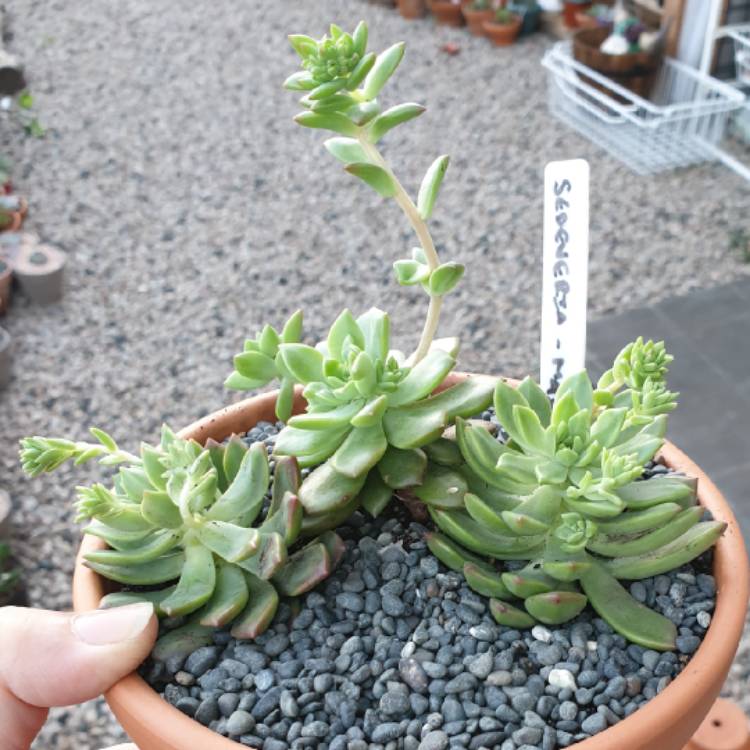 plant image 1115929 plant image 1115929