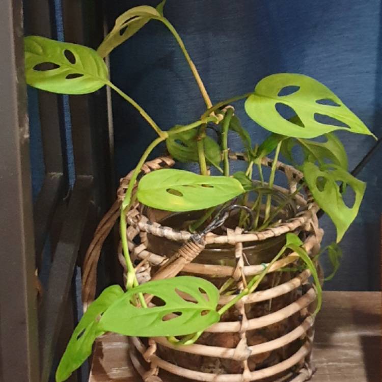 plant image 1170948