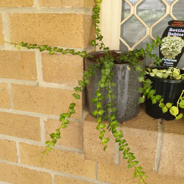 plant image 1174488
