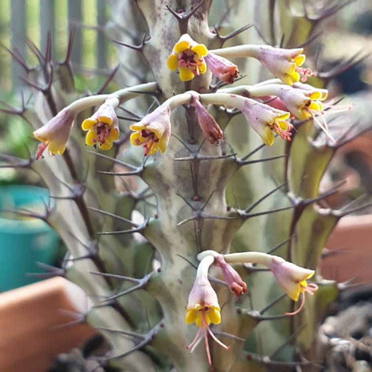 Plant image Euphorbia Greenwayi