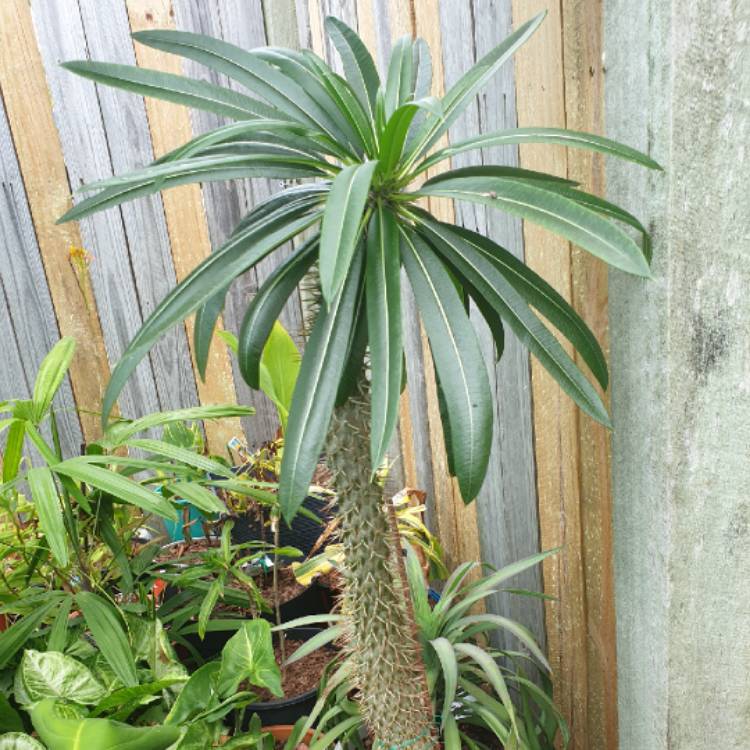 plant image 1215830