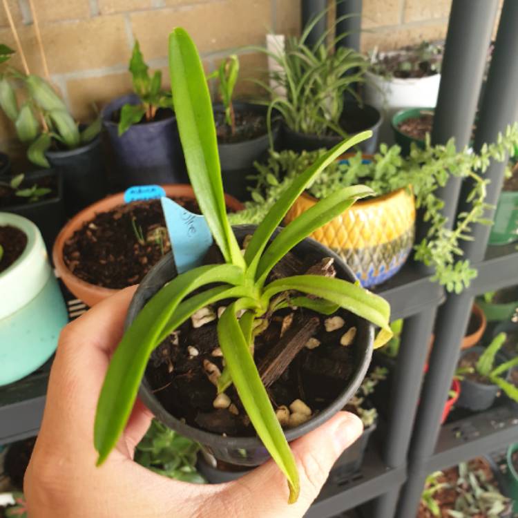 plant image 1215834
