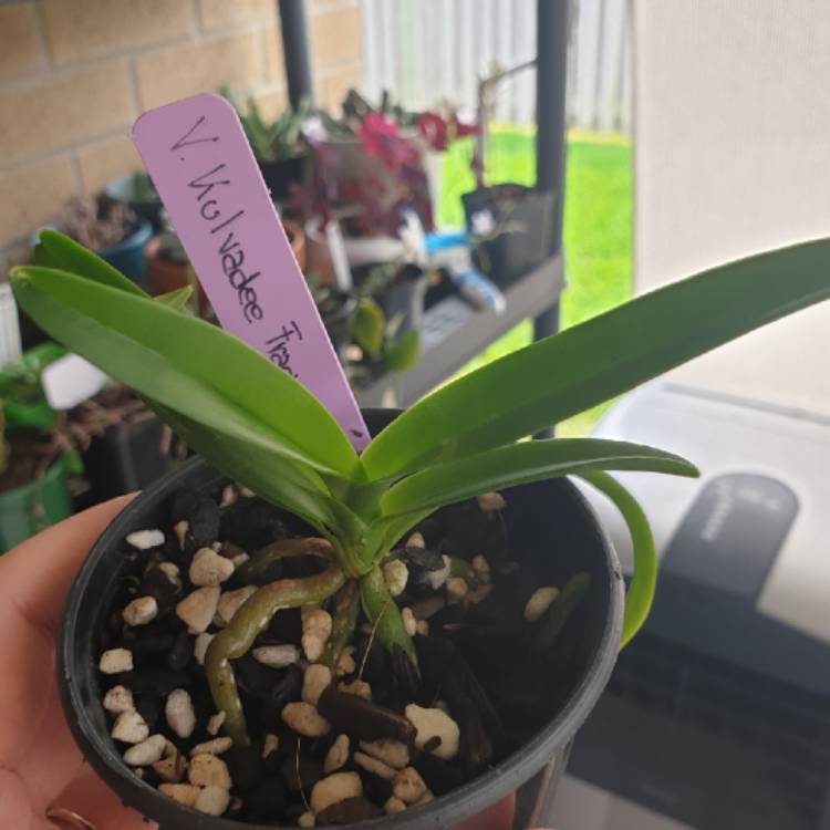 plant image 1215835