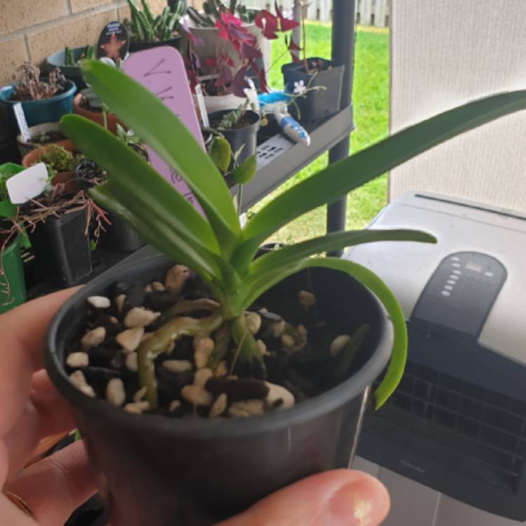 plant image 1215836