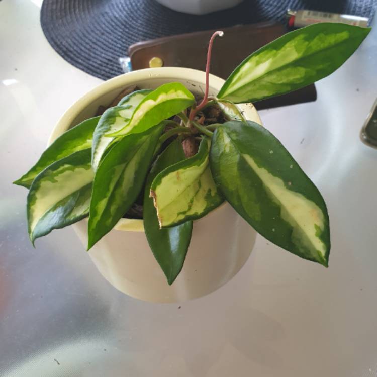plant image 1225276