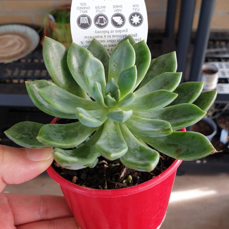 Plant image xGraptoveria Rapeco