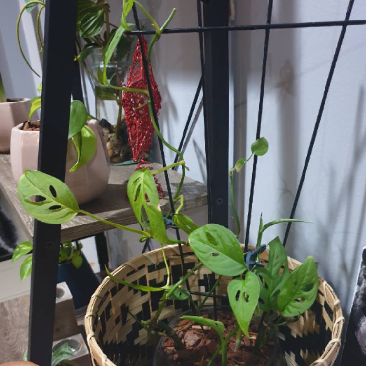 plant image 1230831