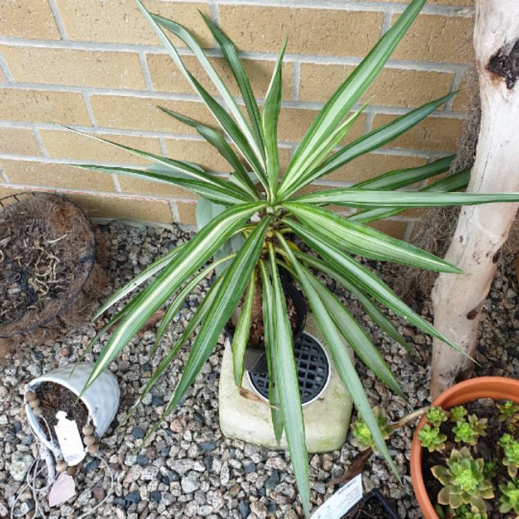 Plant image Yucca elephantipes 'Variegata'
