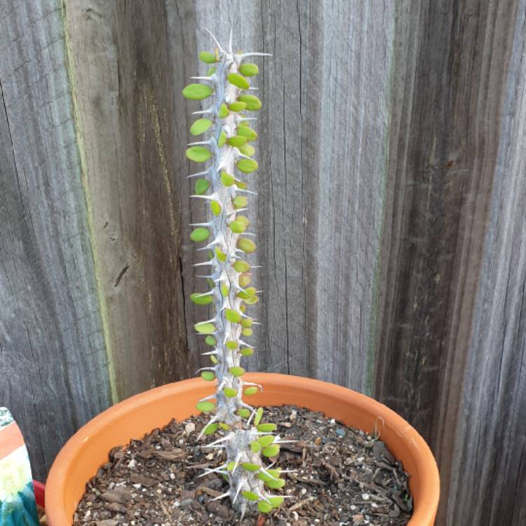 plant image 1232872