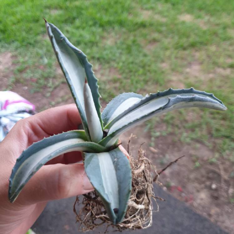 Plant image Agave americana 'Mediopicta Alba'