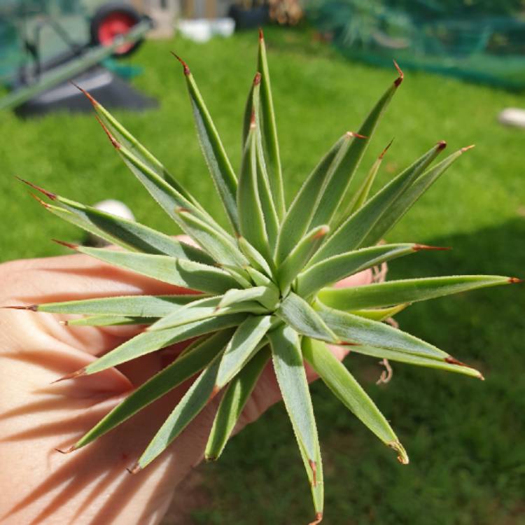 plant image 1235573