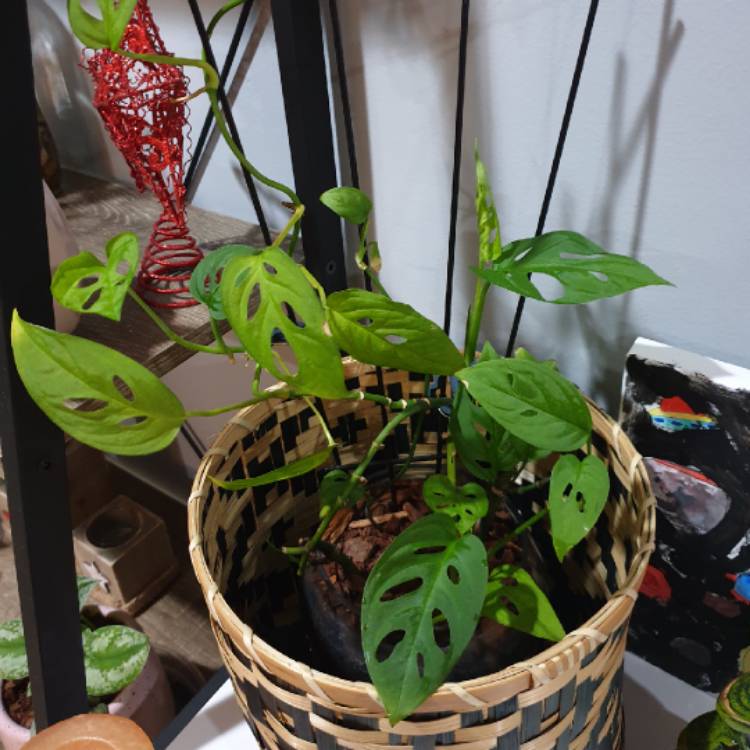 plant image 1236133