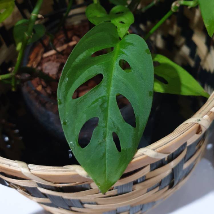 plant image 1236134