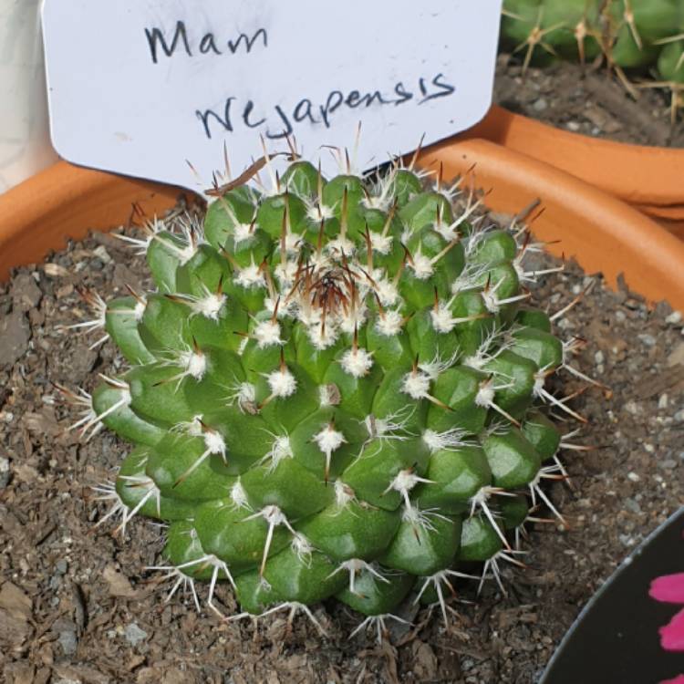 Plant image Mammillaria nejapensis