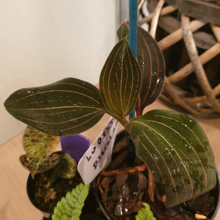 plant image 1269847 plant image 1269847