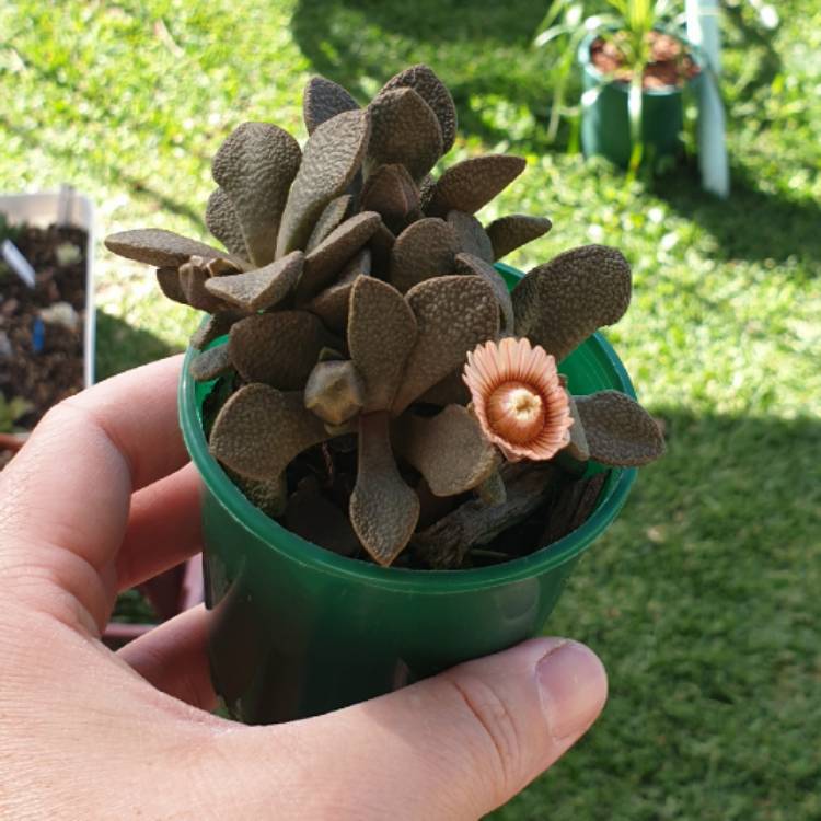 plant image 1372108