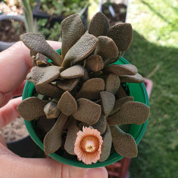 Plant image Aloinopsis rosulata