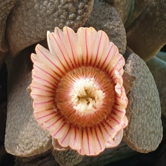 Plant image Aloinopsis rosulata
