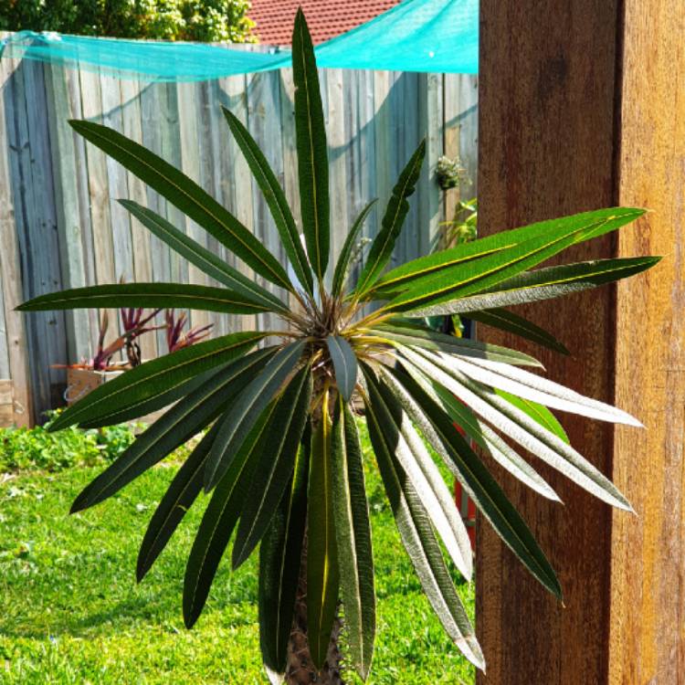 plant image 1374753