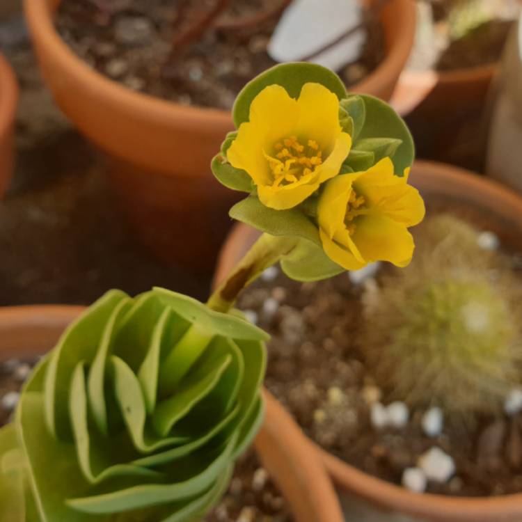 plant image 1378416 plant image 1378416