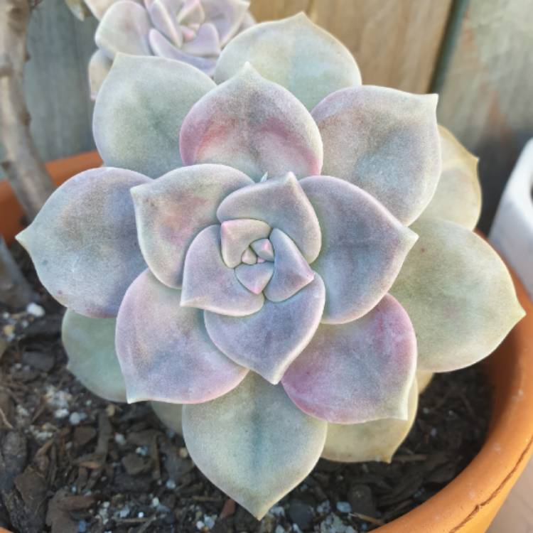 plant image 1378573 plant image 1378573