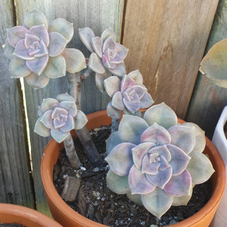 plant image 1378574 plant image 1378574