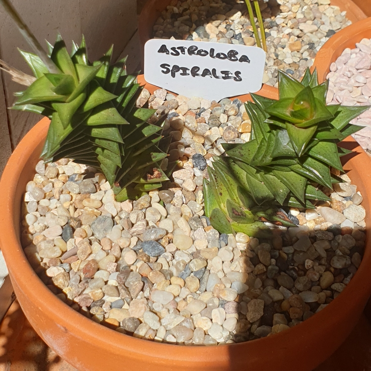 plant image 1378657 plant image 1378657