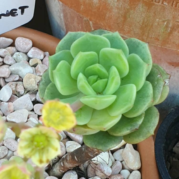 plant image 1378675 plant image 1378675