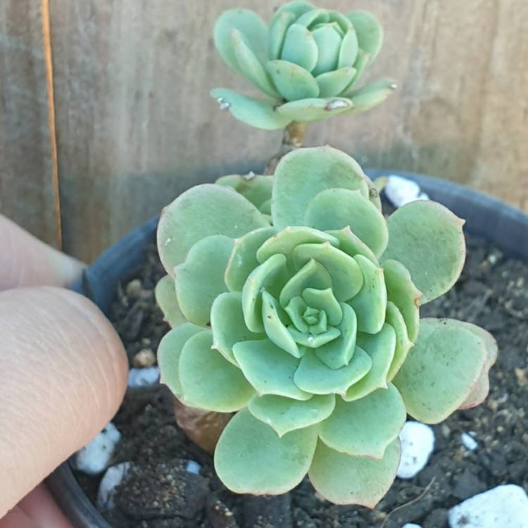 Plant image xSedeveria Green Rose