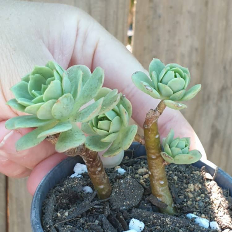 Plant image xSedeveria Green Rose
