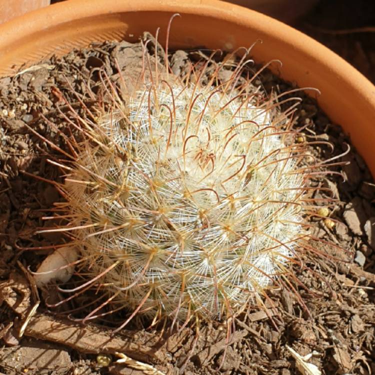 Plant image Mammillaria melanocentra