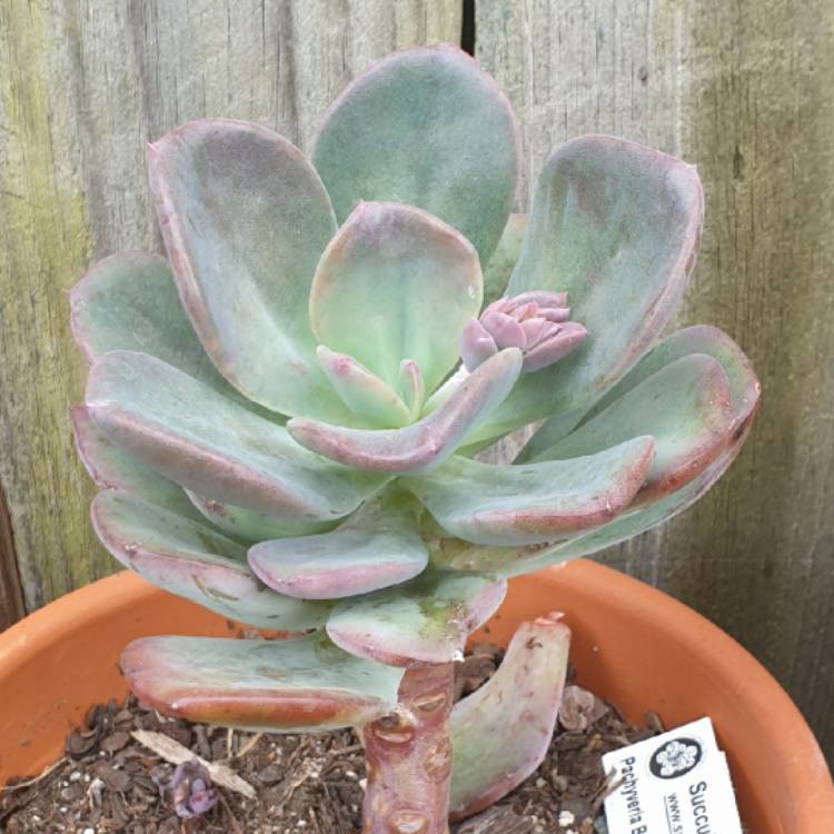 plant image 1383017 plant image 1383017