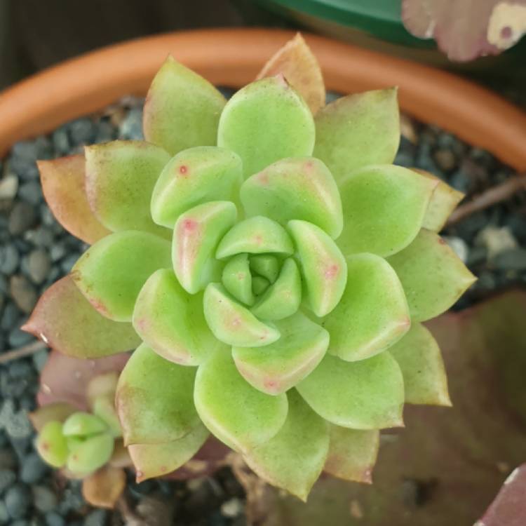 plant image 1383403 plant image 1383403
