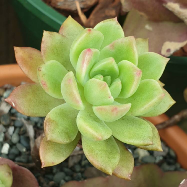plant image 1383404 plant image 1383404