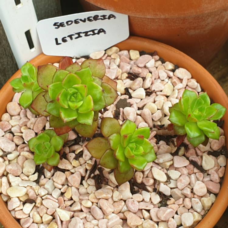 plant image 1383405 plant image 1383405