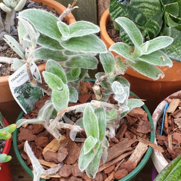 plant image 1392590