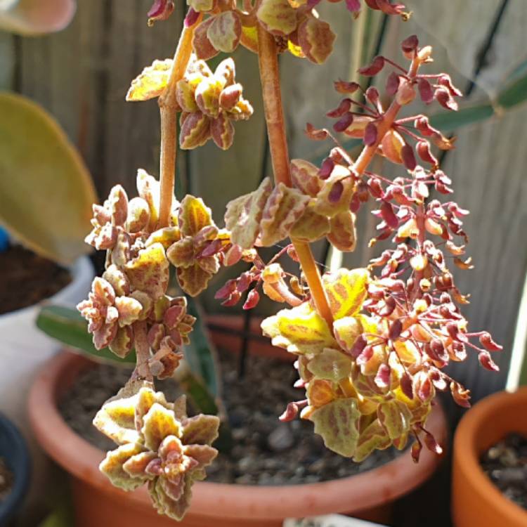 Plant image Coleus prostratus syn. Plectranthus prostratus