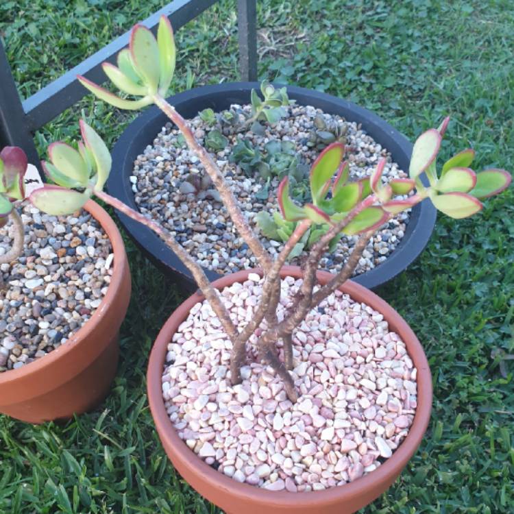 Plant image Sedum praealtum