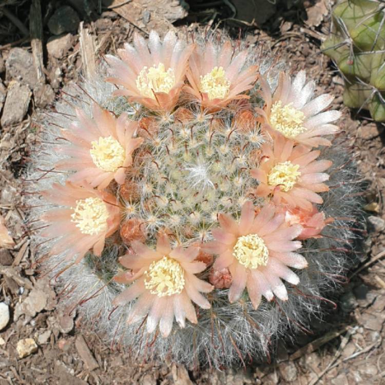 plant image 1399502