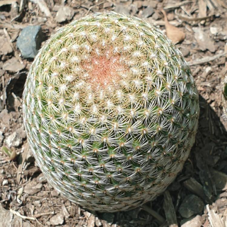 plant image 1399505 plant image 1399505