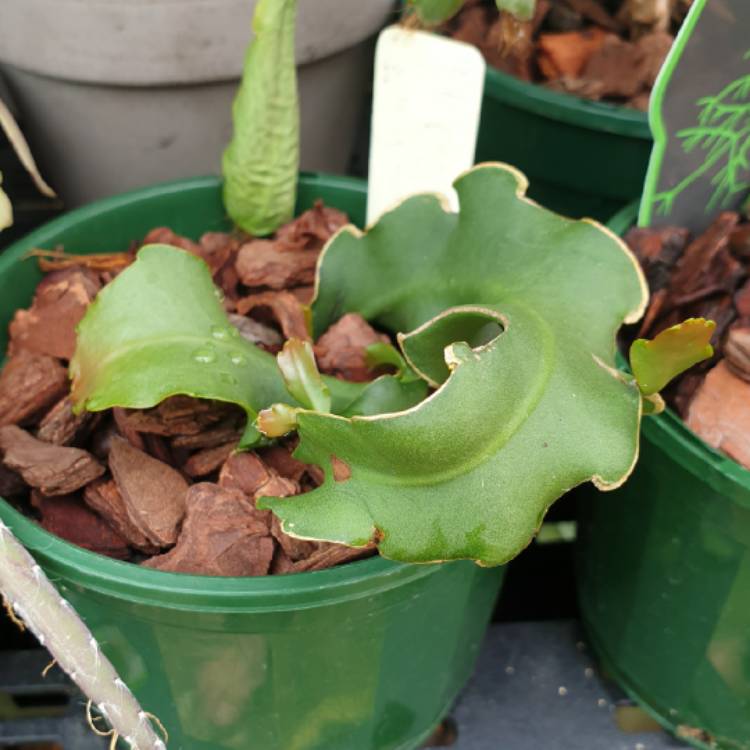 plant image 1407137