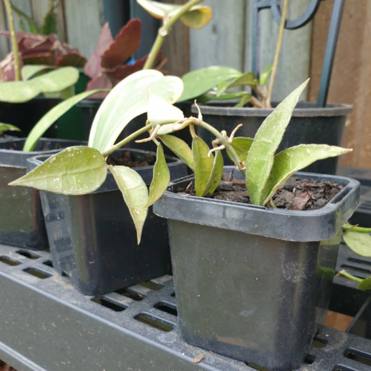 plant image 1407166 plant image 1407166